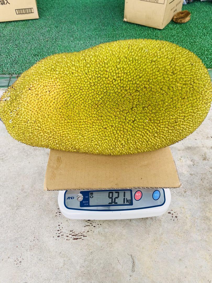 石垣島産　パラミツ　ジャックフルーツ　9.21kg