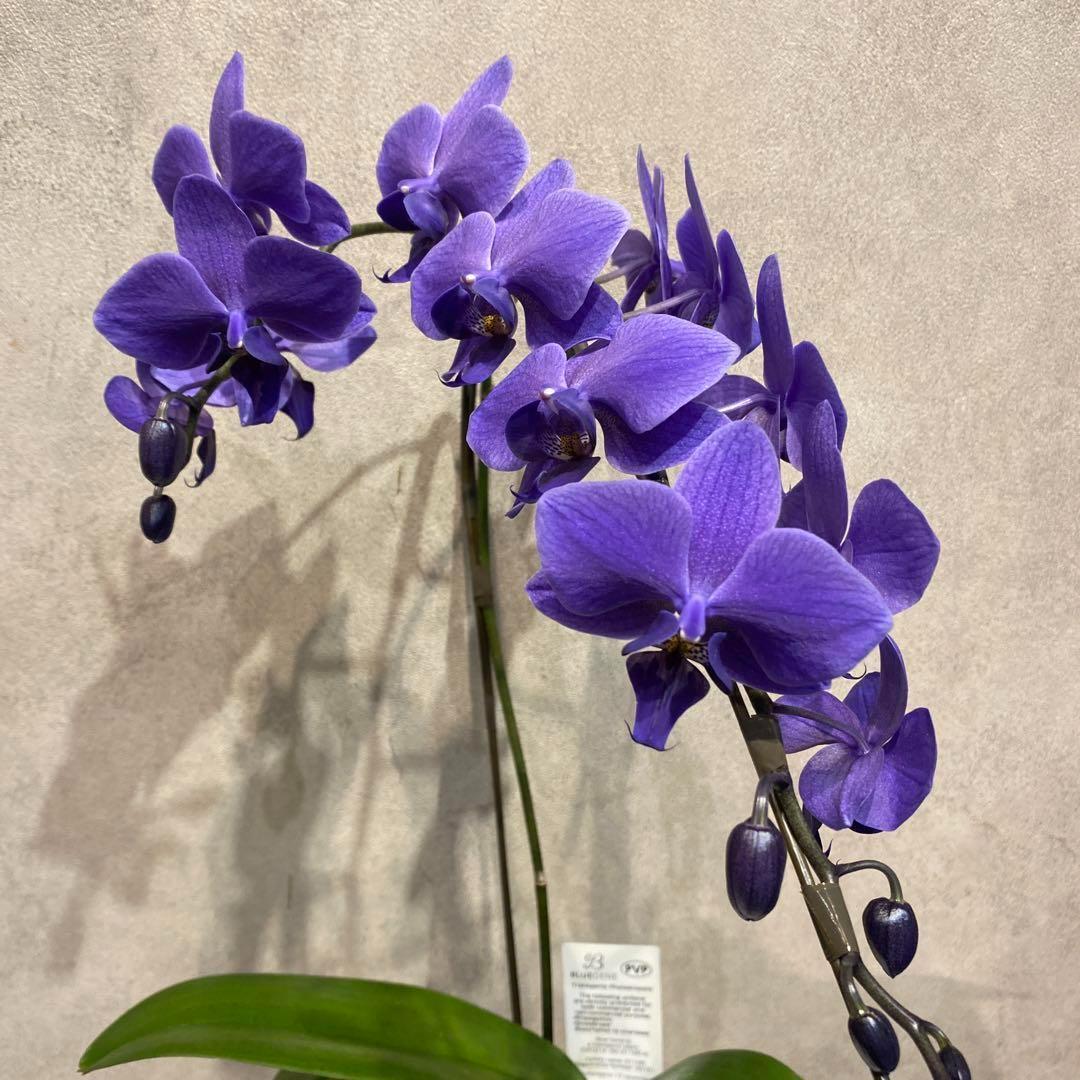 入荷少なめです❗️超希少❗️胡蝶蘭❤️ブルージーン　1本立 入荷少なめです❗️超希少❗️胡蝶蘭❤️ブルージーン 1本立