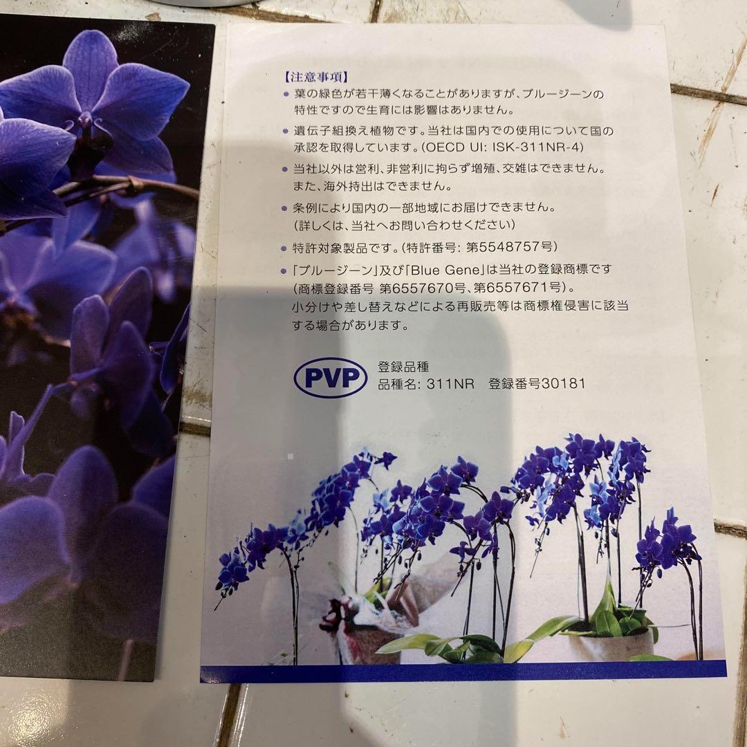 入荷少なめです❗️超希少❗️胡蝶蘭❤️ブルージーン 1本立
