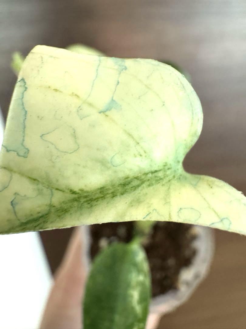 極美株 Monstera Deliciosa White monster 天津蘭Ω