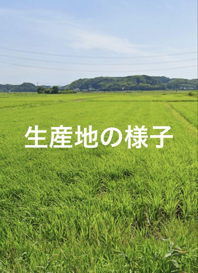 千葉県産 コシヒカリ10kg 令和6年産　精米済