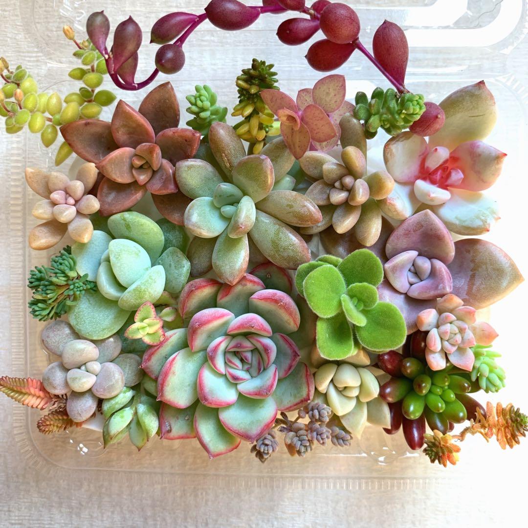 多肉植物カット苗詰め合わせ 多肉植物 カット苗詰め合わせ 寄せ植えセット 《21》 - メルカリ