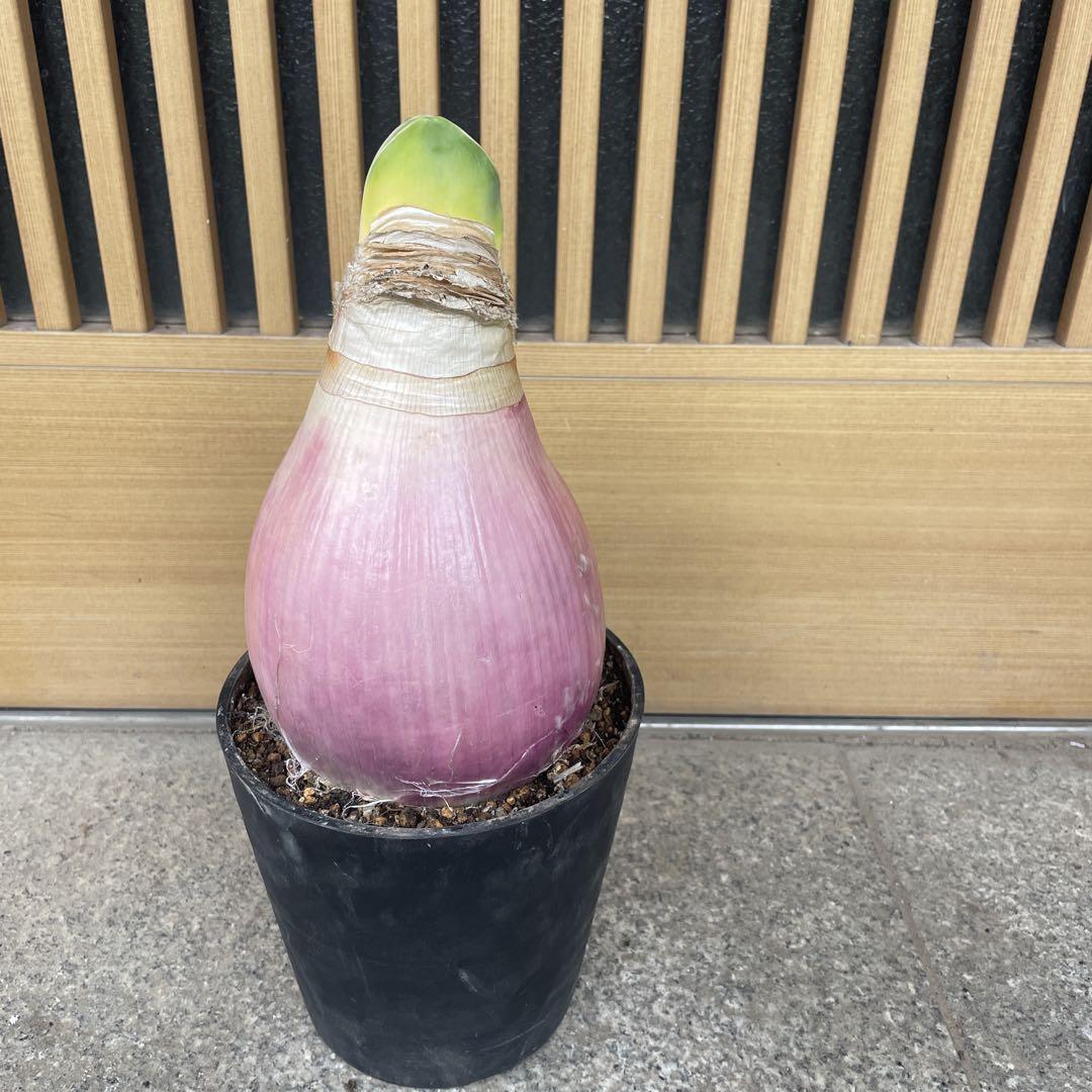 う*お様 ブーファン ハエマンソイデス