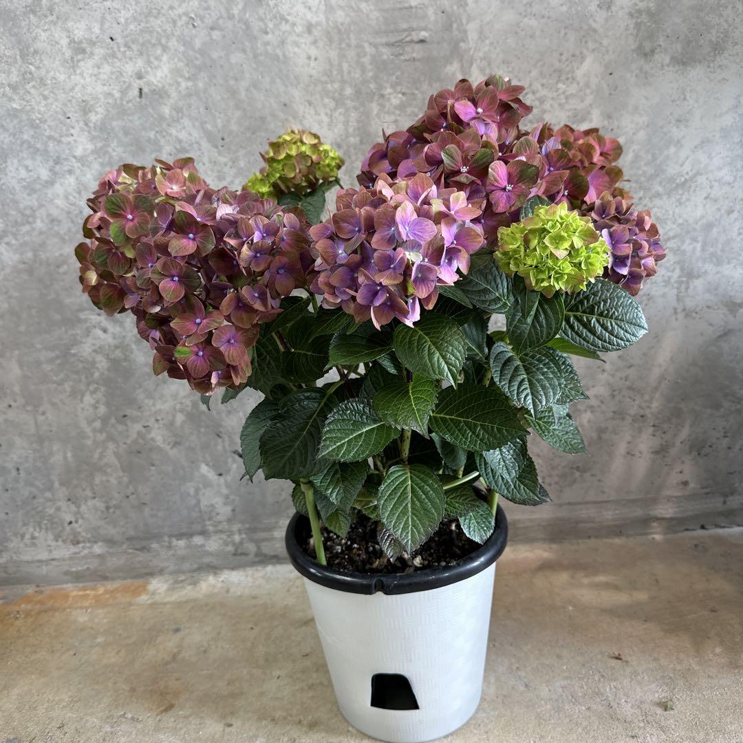 アジサイ 鉢植え マジカルチョコレート
