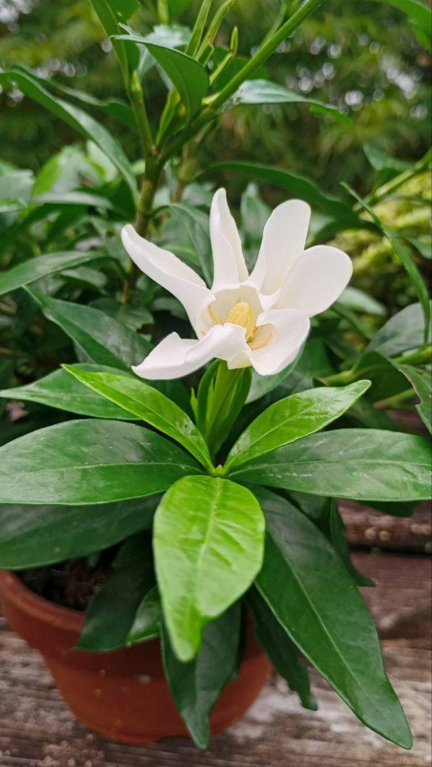 盆栽 クチナシ　根本極太約5cm　花目3個