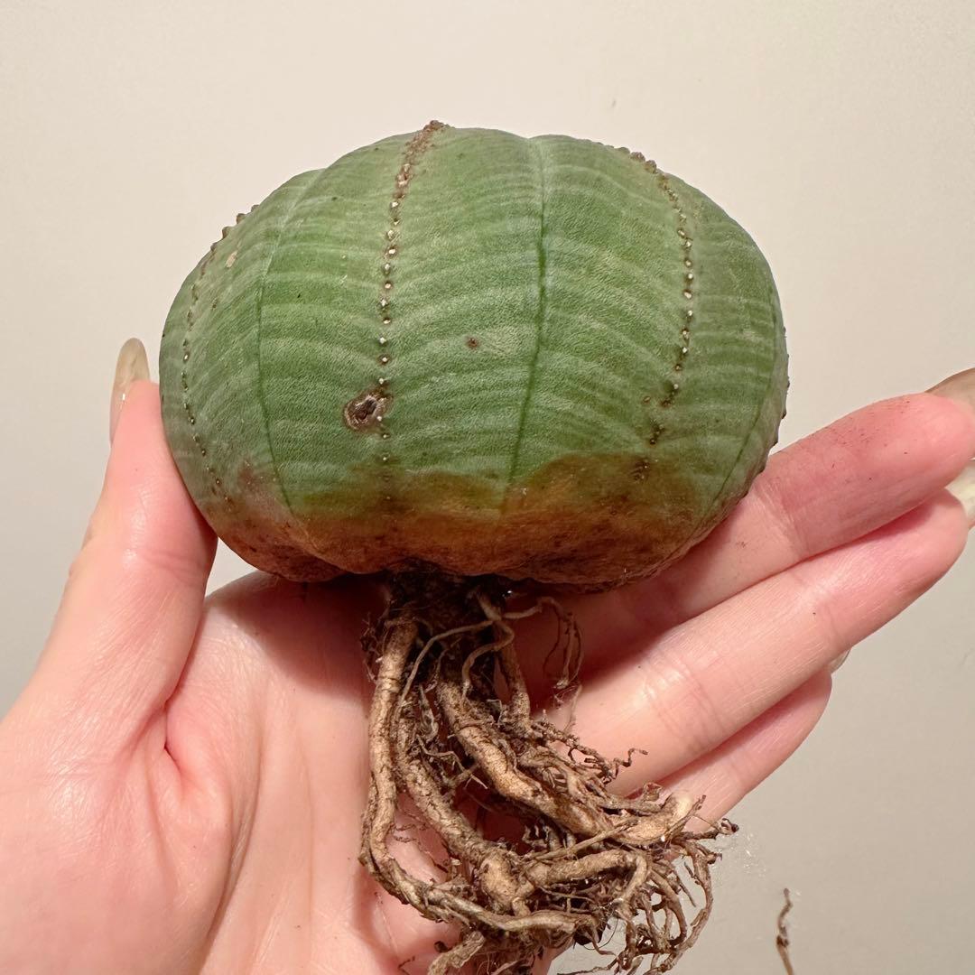 ユーフォルビア オベサ 特大 モンスト 捻れ YUZUMIYA_COM