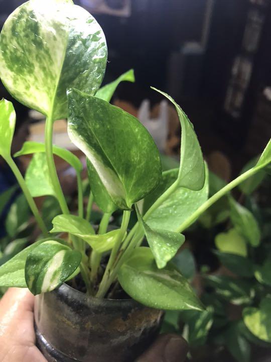メルカリ 植物 観葉植物 ポトスゴールデンミニ 植物 観葉植物 1 800 中古や未使用のフリマ メルカリ 植物 観葉植物 ポトスゴールデンミニ 植物 観葉植物 1 800 中古や未使用のフリマ