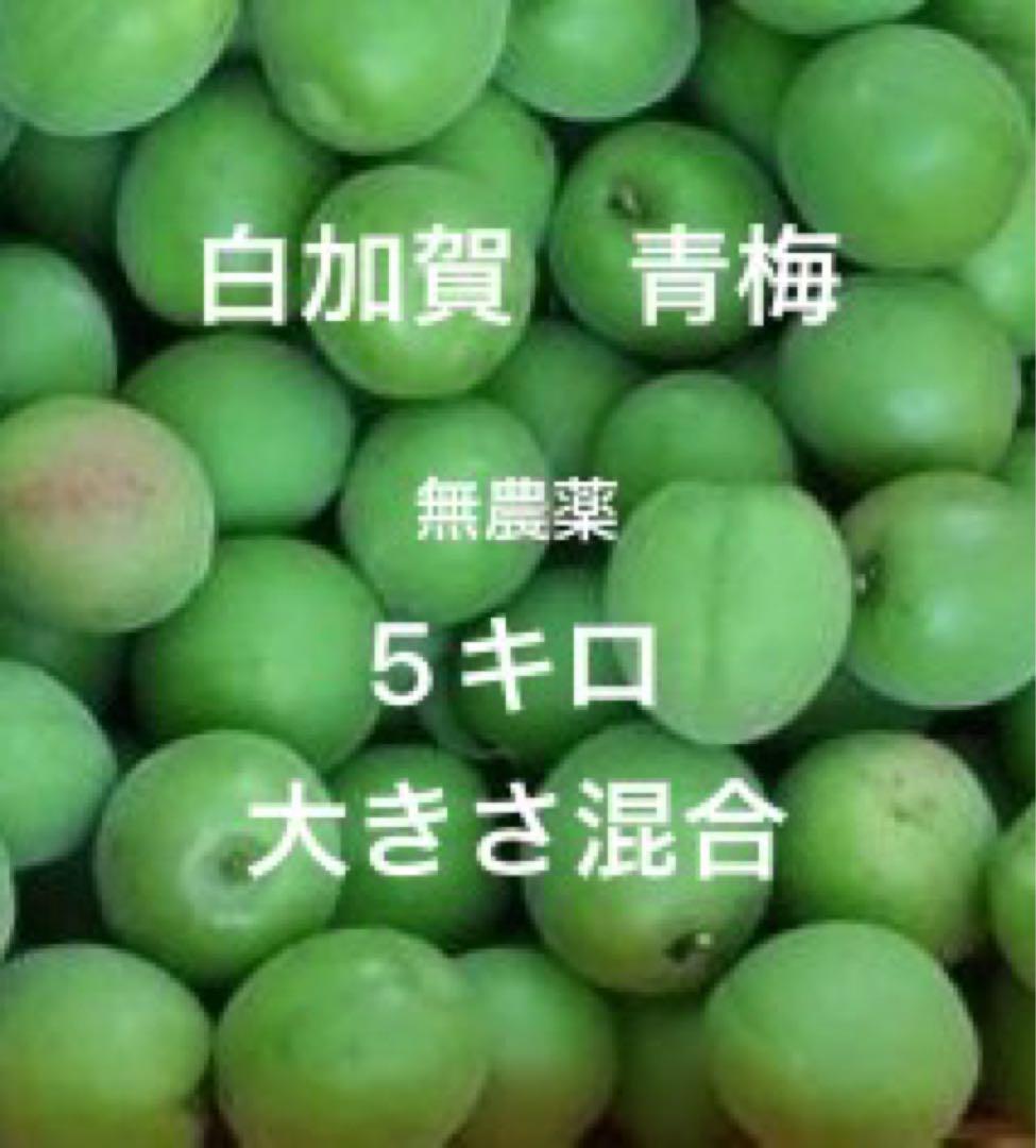 兵庫県産 完全無農薬/自然農（白加賀）青梅　5kg 本日限定⭐︎兵庫県産 自然農/完全農薬不使用（白加賀）梅 A級&B