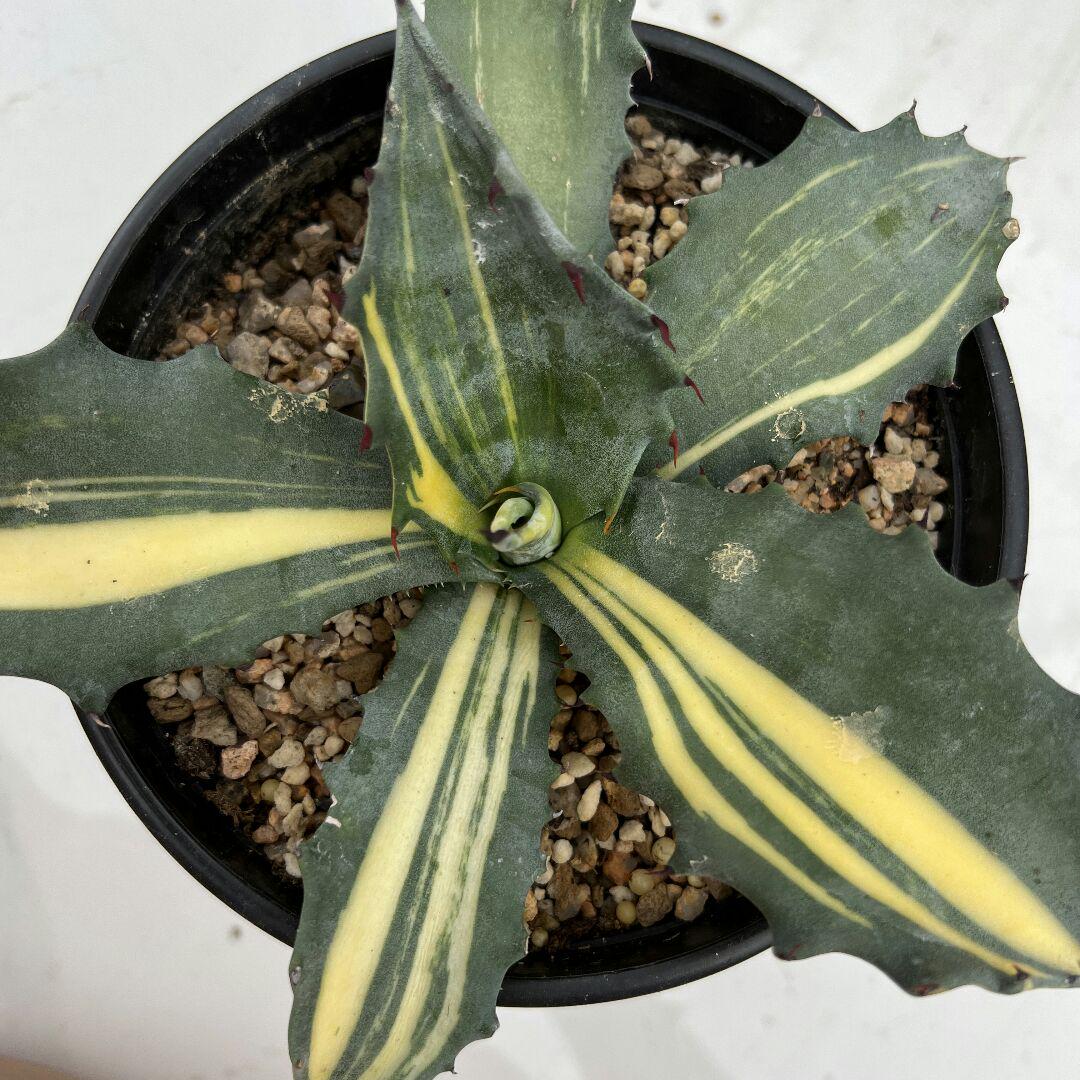 注目ブランドのギフト 植物/観葉植物 インテリア小物-aloogame.ir 注目ブランドのギフト 植物/観葉植物 インテリア小物-aloogame.ir