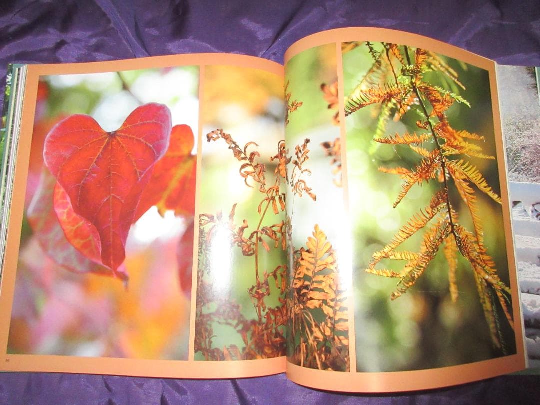 ベス　チャトーの庭の生活の年（　写真集　英語） ベスチャトーの庭の生活の年（写真集英語）