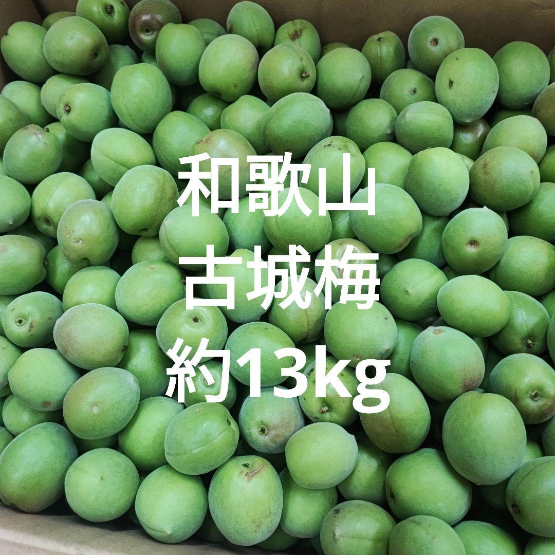 和歌山　古城梅　青梅　約13kg
