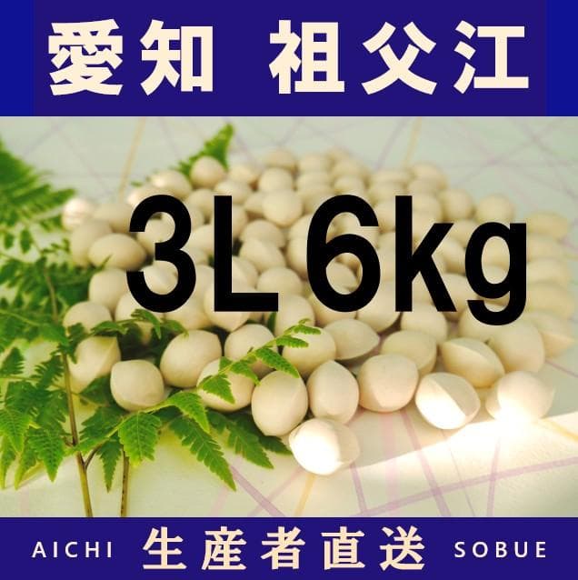 2025年新物 久寿 銀杏 ぎんなん 祖父江産 3L 6kg