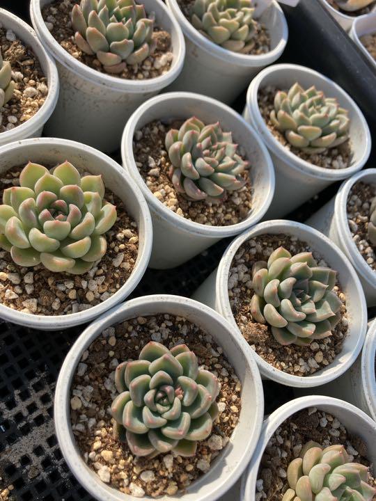 グレイ系競売 メキシコミニマ×静夜 植物/観葉植物 インテリア・住まい・小物グレイ系¥11,700-ubersan.com.br グレイ系競売 メキシコミニマ×静夜 植物/観葉植物 インテリア・住まい・小物グレイ系¥11,700-ubersan.com.br