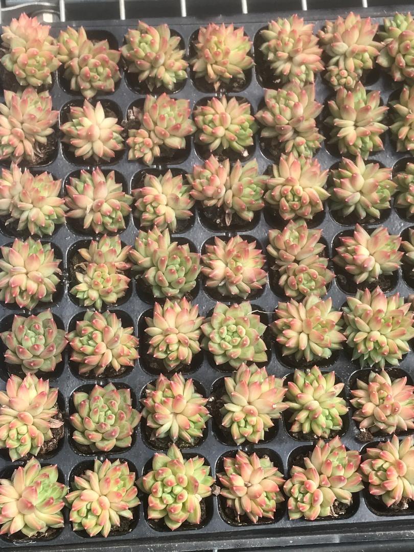 新入荷 ポセイドン V741-6×105苗セット 多肉植物 エケベリア