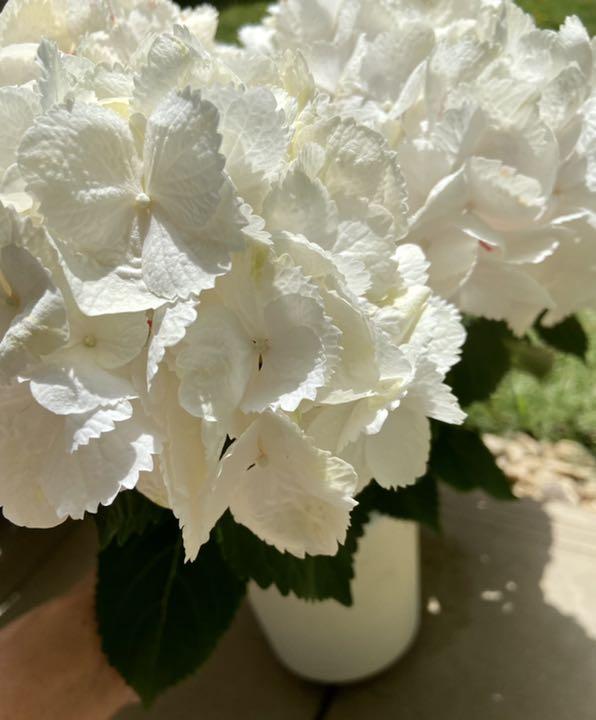 野薔薇様 確認用 紫陽花 発根苗 ポット苗 Populationmalawi Org
