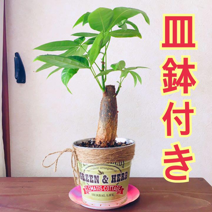 パキラ 多肉植物 ポトス好きにも 皿 鉢付き 観葉植物 ハイドロカルチャー メルカリ
