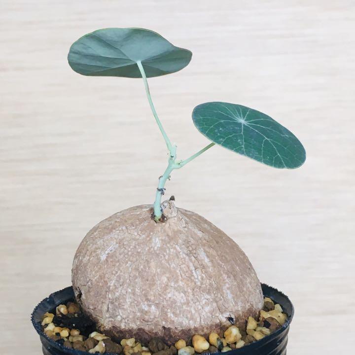 【大株】コピアポア シネレア 黒王丸 現地球 カキコ 発根済み 山木 確認用】コピアポア シネレア 黒王丸 現地球カキコ - メルカリ