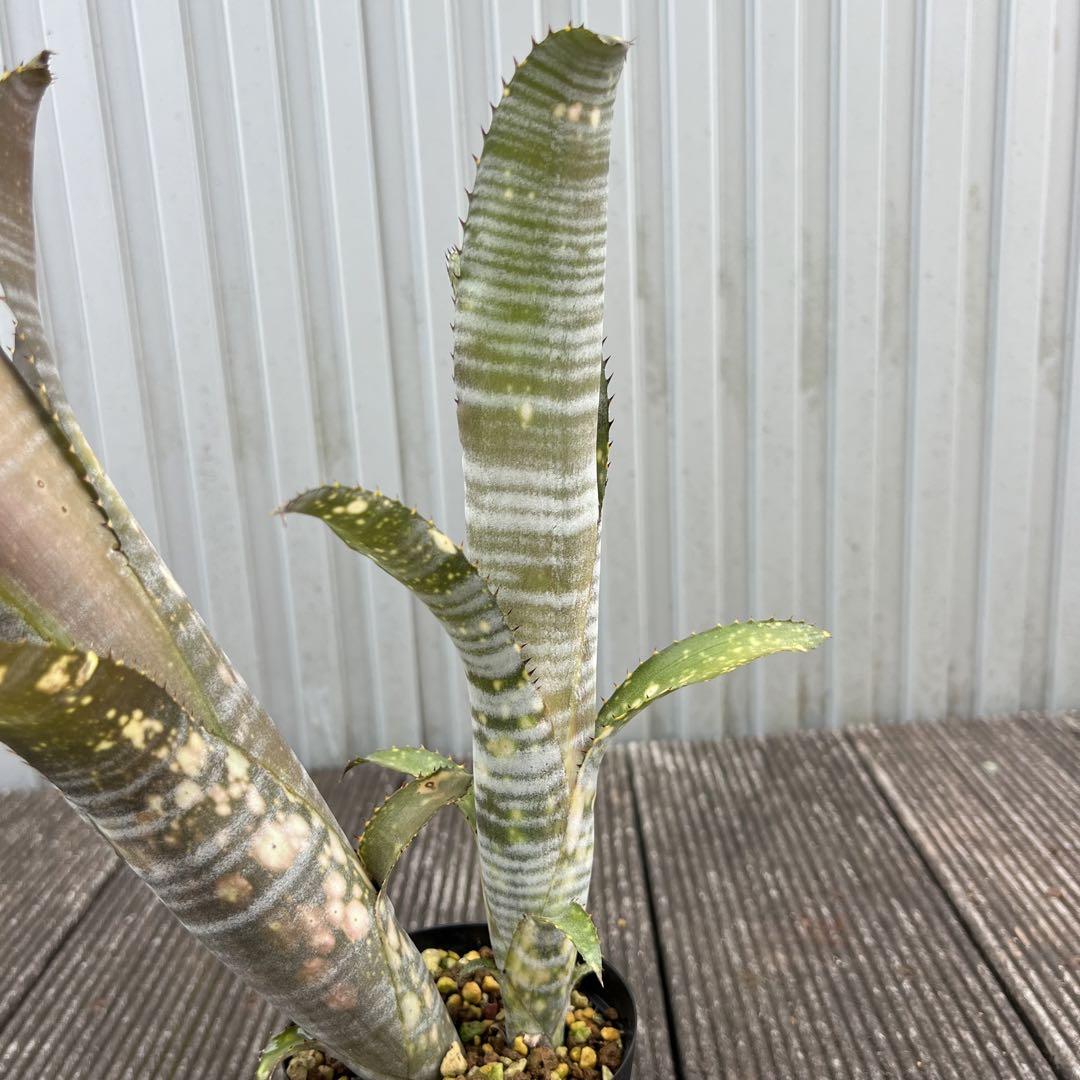 カニストラム　フレアー　ビルベルギア　エクメア　ネオレゲリア Frontier Plants】9月2日入荷予定分のブロメリア紹介