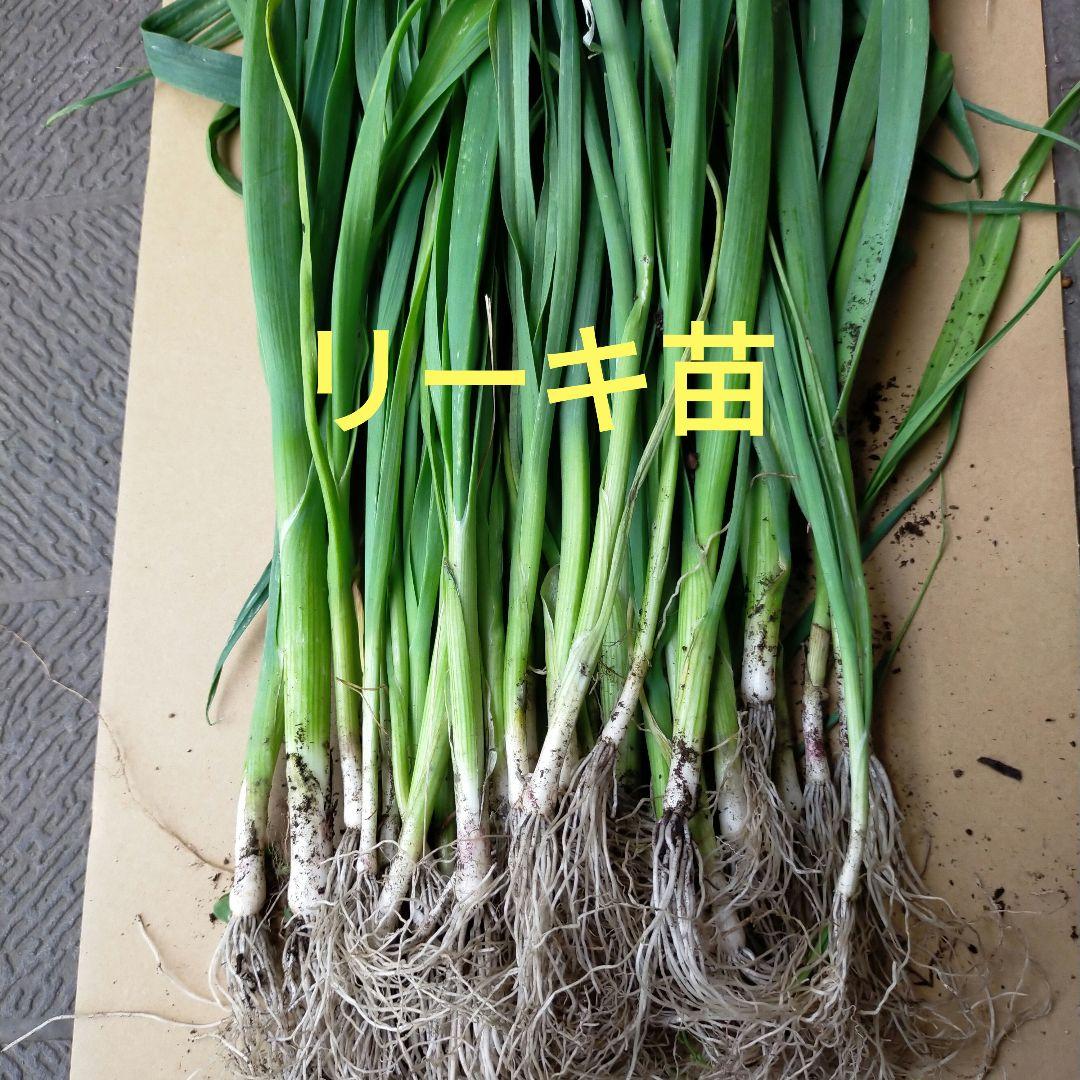 ネギ苗(リーキ)30本 メルカリ