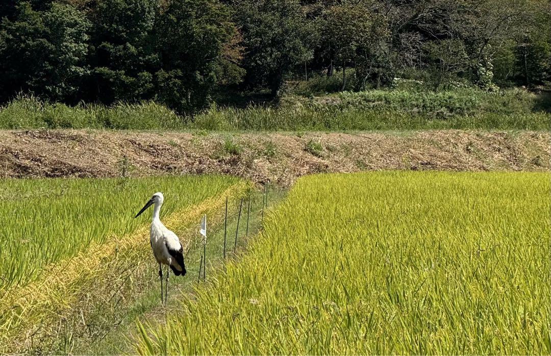 【コウノトリがくる田】一等米　令和6年産　ヒノヒカリ　10kg