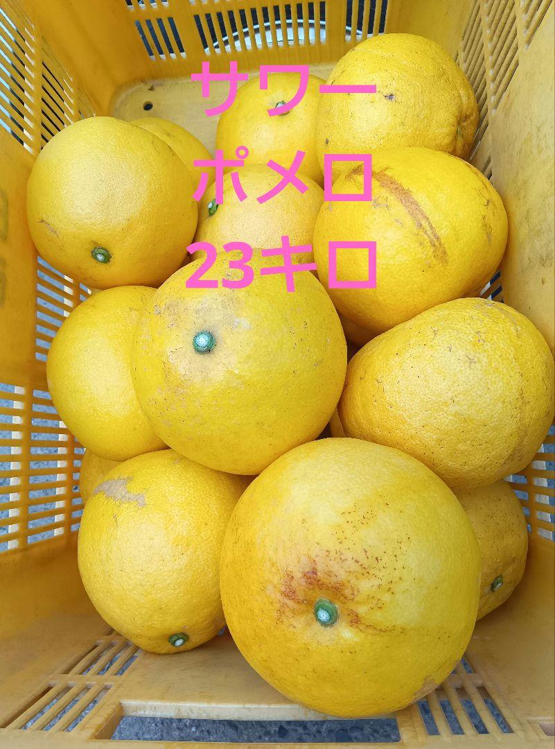 サワーポメロ 5,551円