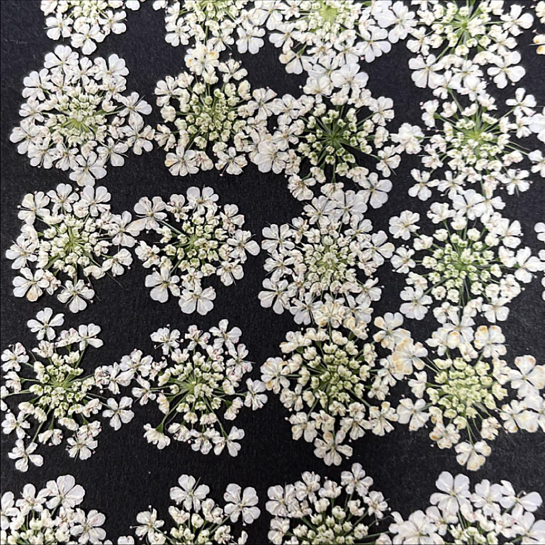 超特価通販 押し花素材 押したて NO.45 cJsmR-m49494746904 アリッサム200輪 大得価得価