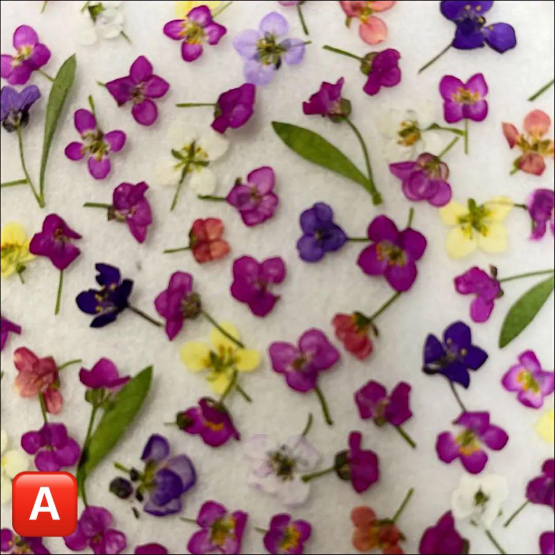 超特価通販 押し花素材 押したて NO.45 cJsmR-m49494746904 アリッサム200輪 大得価得価