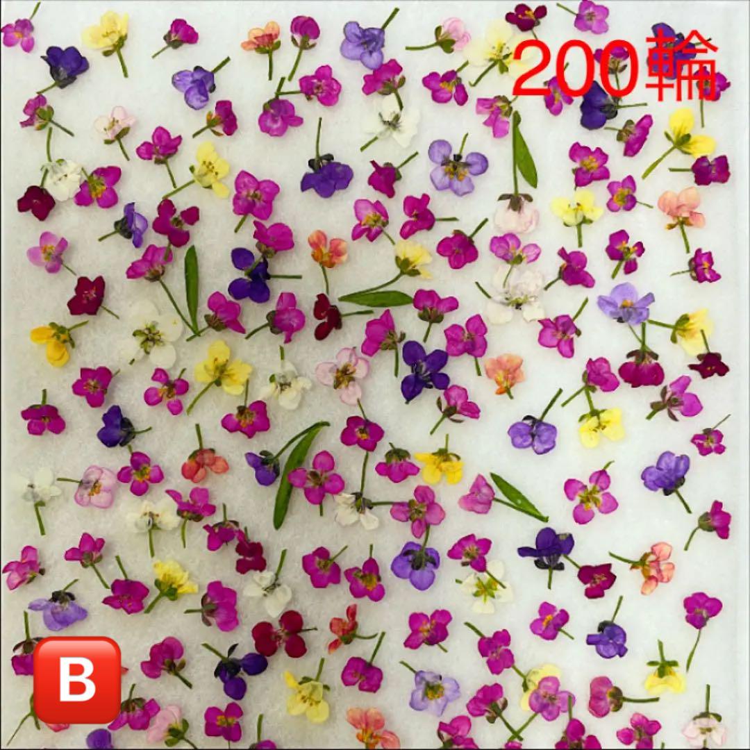 超特価通販 押し花素材 押したて NO.45 cJsmR-m49494746904 アリッサム200輪 大得価得価
