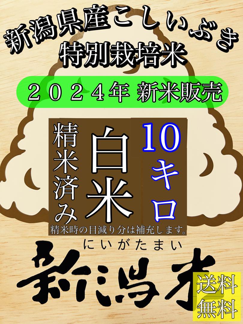 精米済み10キロ【農家直送！】新潟県産こしいぶき　特別栽培米　6年産　低温冷蔵