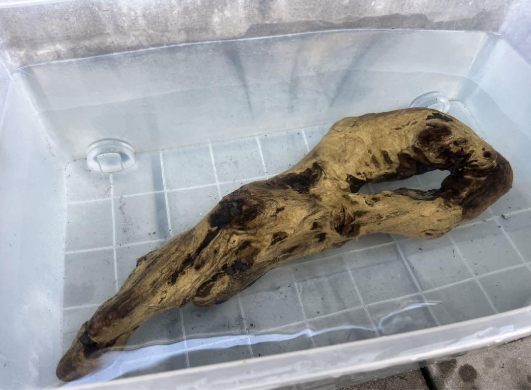 m37沈下確認済み流木 アク抜き済み 大型流木 アクアリウム 爬虫類シェルター