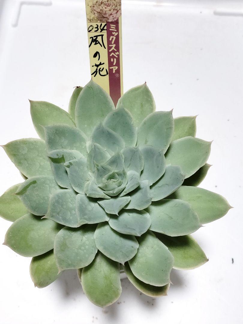 無料長期保証 034 おらいさん苗 風の花 おらいさん苗 希少☆パステルブロッサム 多肉 送料 札付き エケベリア No.011 多肉植物 多肉植物 多肉植物 oriミックスベリア 赤鬼 ミックスベリア おらいさん苗 ミックスベリア npo-ri-bu.com