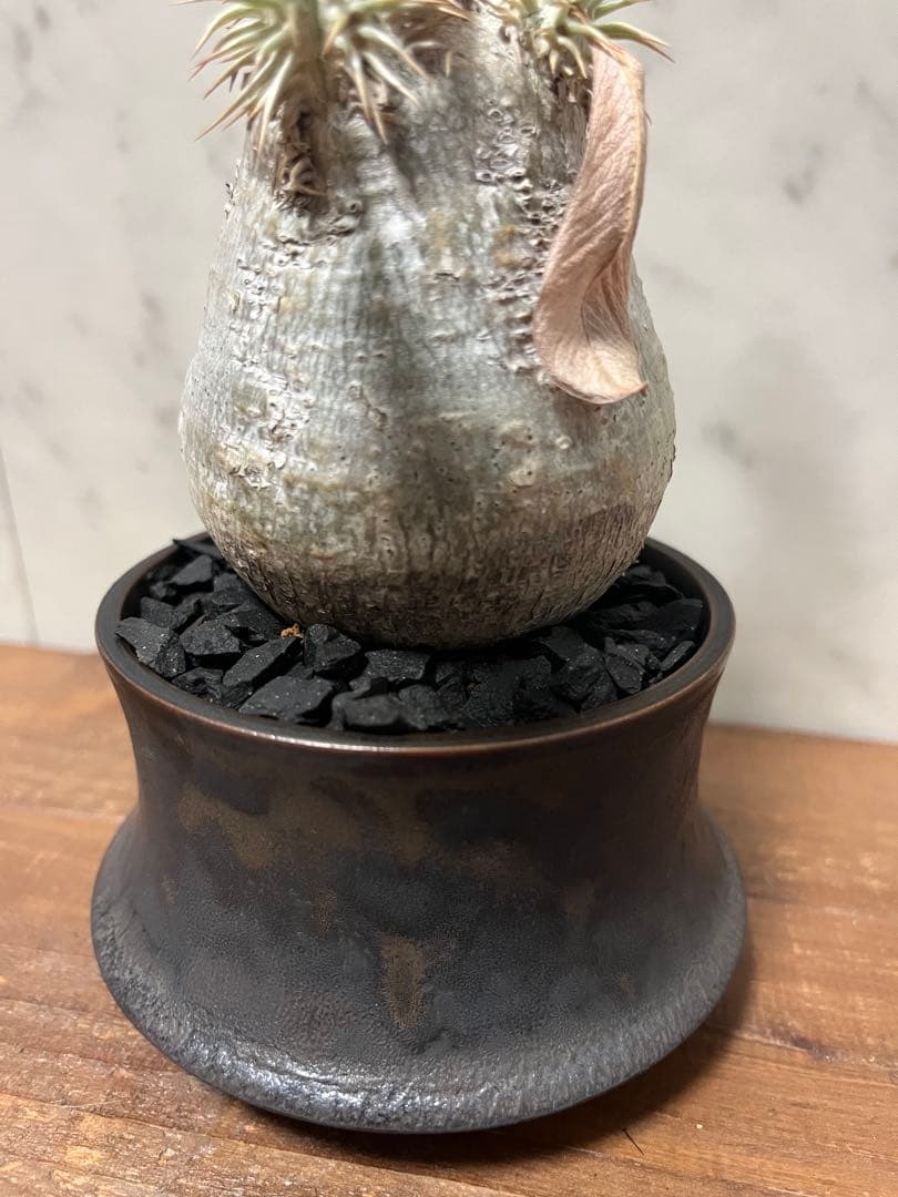 パキポディウム エブレネウム 美株新品、♥ YUZUMIYA_COM