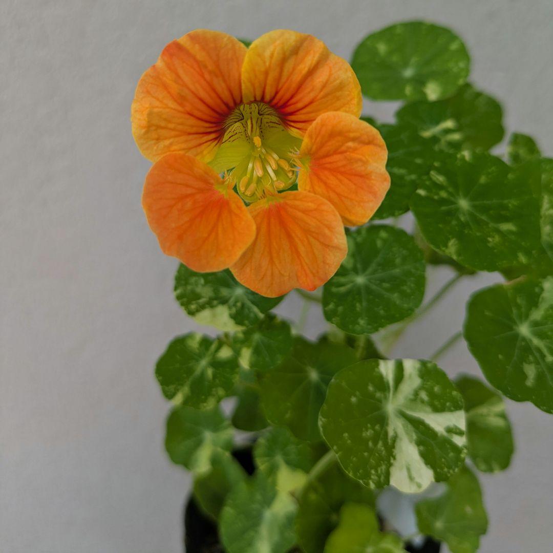 メルテンシア マリティマ オイスターリーフ 解せ 野菜 無農薬