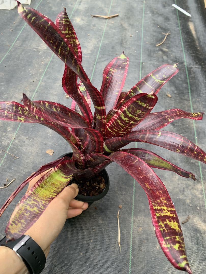ネオレゲリア　Neoregelia ＊Lucifer
