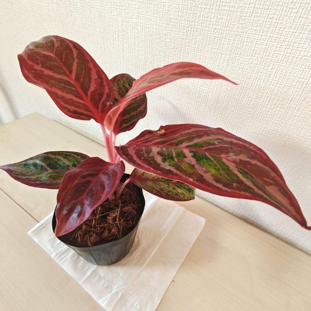 超絶希少!!!! アグラオネマレッドエメラルドドラゴン