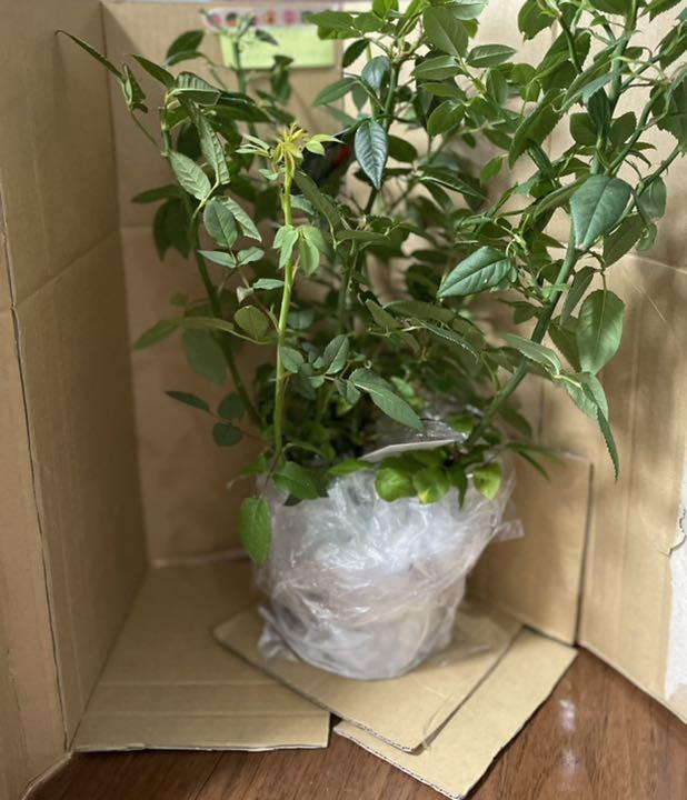 37%割引ホワイト系【期間限定お試し価格】 バラ 正規品 3苗植え 植物/観葉植物 インテリア小物ホワイト系-WWW.ACARAUJODISTRIBUIDORA.COM.BR 37%割引ホワイト系【期間限定お試し価格】 バラ 正規品 3苗植え 植物/観葉植物 インテリア小物ホワイト系-WWW.ACARAUJODISTRIBUIDORA.COM.BR