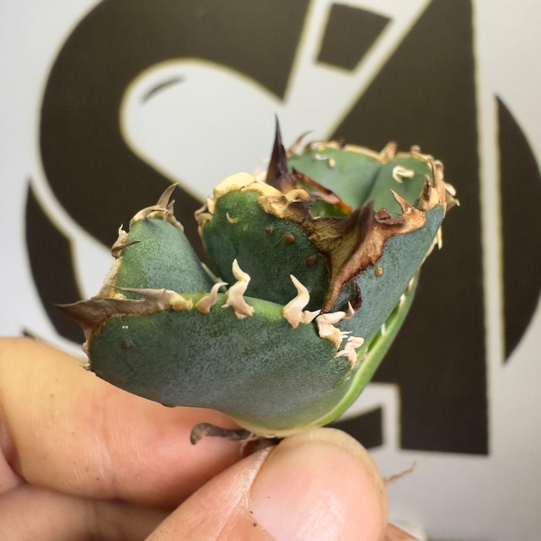 上澳園芸 アガベ