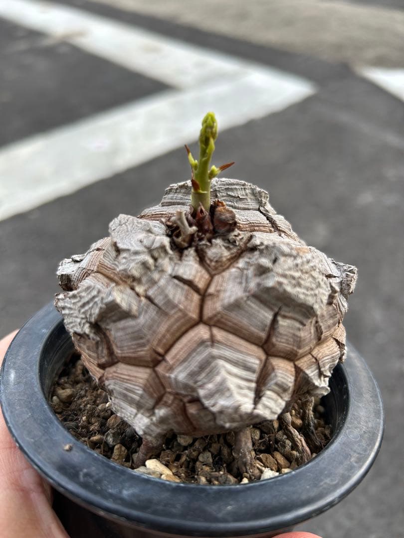 亀甲竜 実生