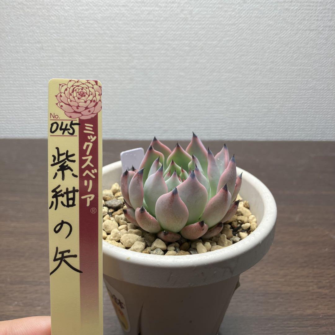 【札付き】　ミックスベリア　紫紺の矢