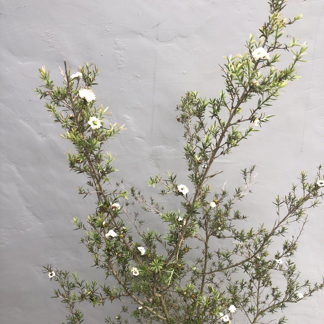 ギョリュウバイ　白花