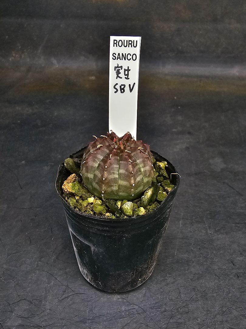 メルカリ便発送☆多肉植物 ユーフォルビア スーパーブラック