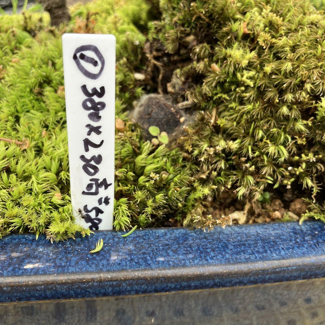 赤蝦夷松素材実生寄せ植え用恋太郎様用