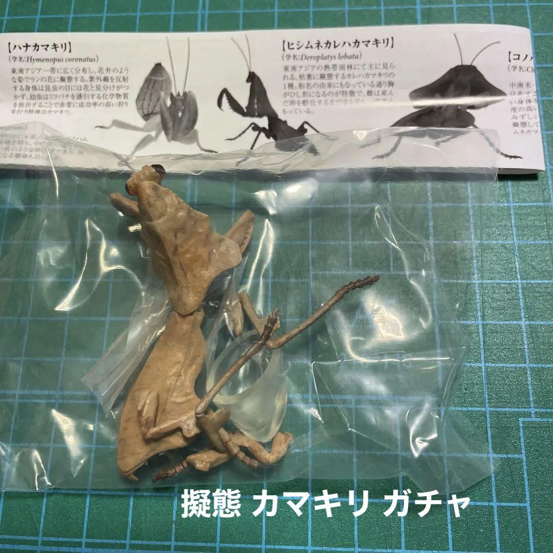 原色擬態昆虫 ヒシムネカレハカマキリ メーカー再生品 原色擬態昆虫 ヒシムネカレハカマキリ メーカー再生品