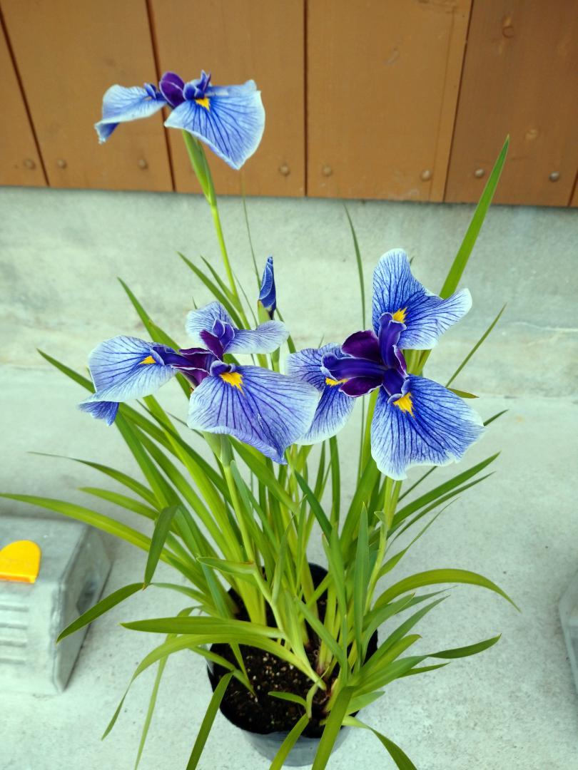 tamran花菖蒲５株同梱(五月晴、千歳、稚児化粧、豊太閤、小笹川) 寒蘭専門店 東洋蘭センター / 妖精（ようせい）柄花一文字 高知