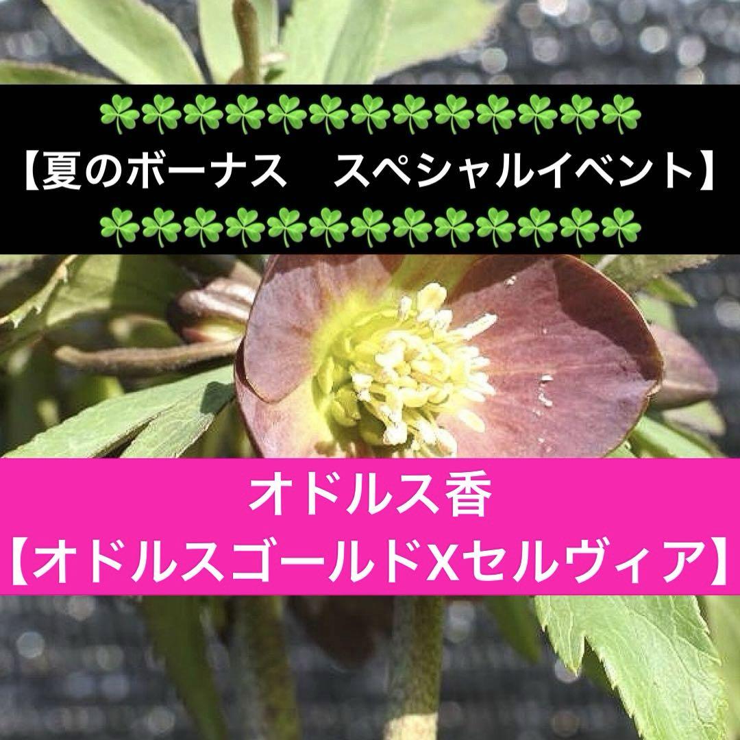 こ*ん様 ☘️ボーナスイベント☘️3168⭐️オドルス香【オドルスゴールドXセル