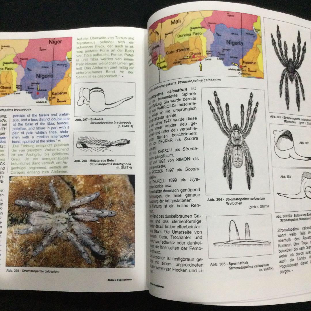 アフリカ タランチュラ 蜘蛛 図鑑 洋書 ドイツ語 クモ