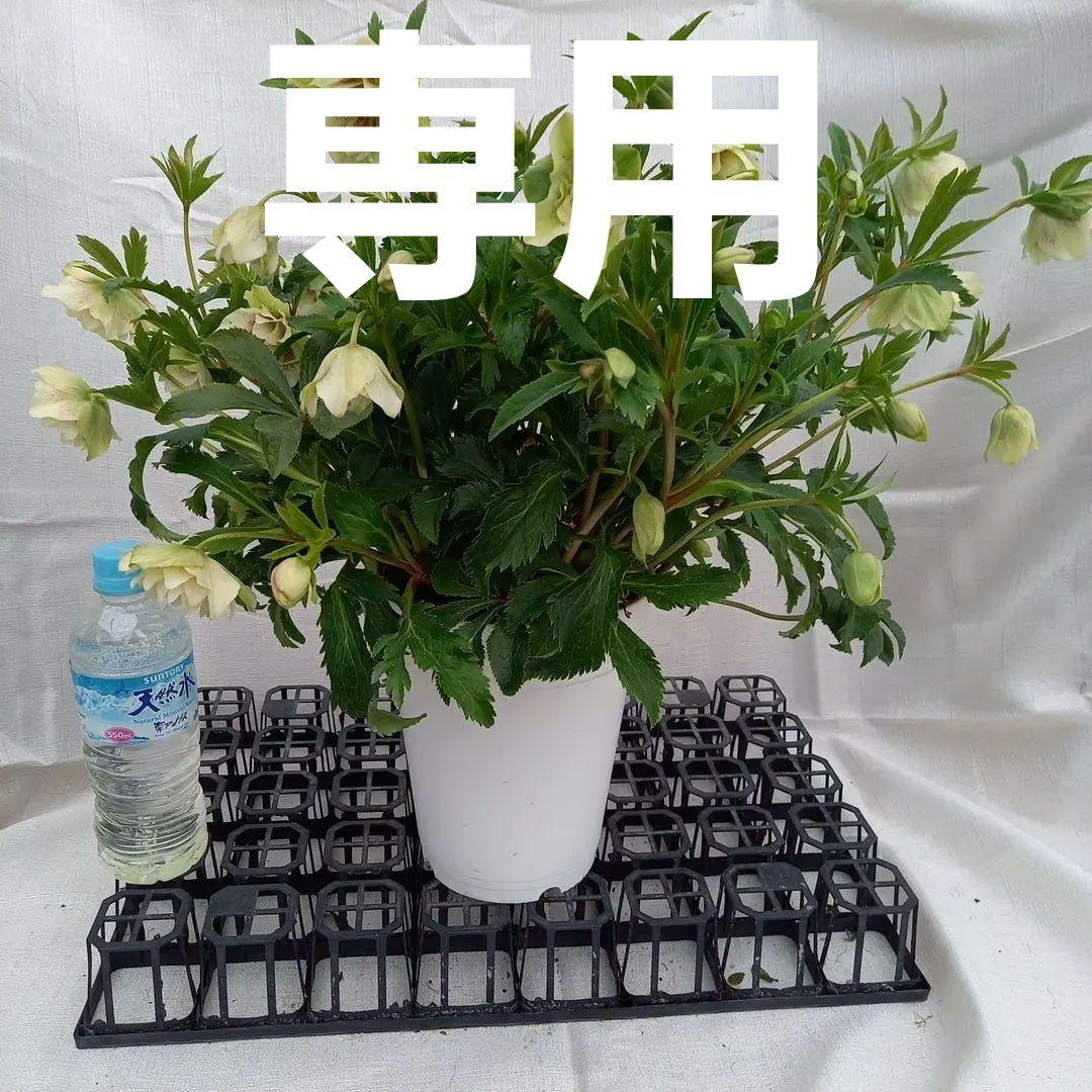 専用、巨大！溢れるつぼみ！クリスマスローズ、鉢、苗、開花株