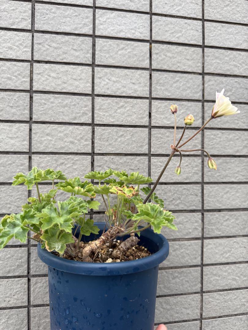 入手困難ゼラニウム開花苗