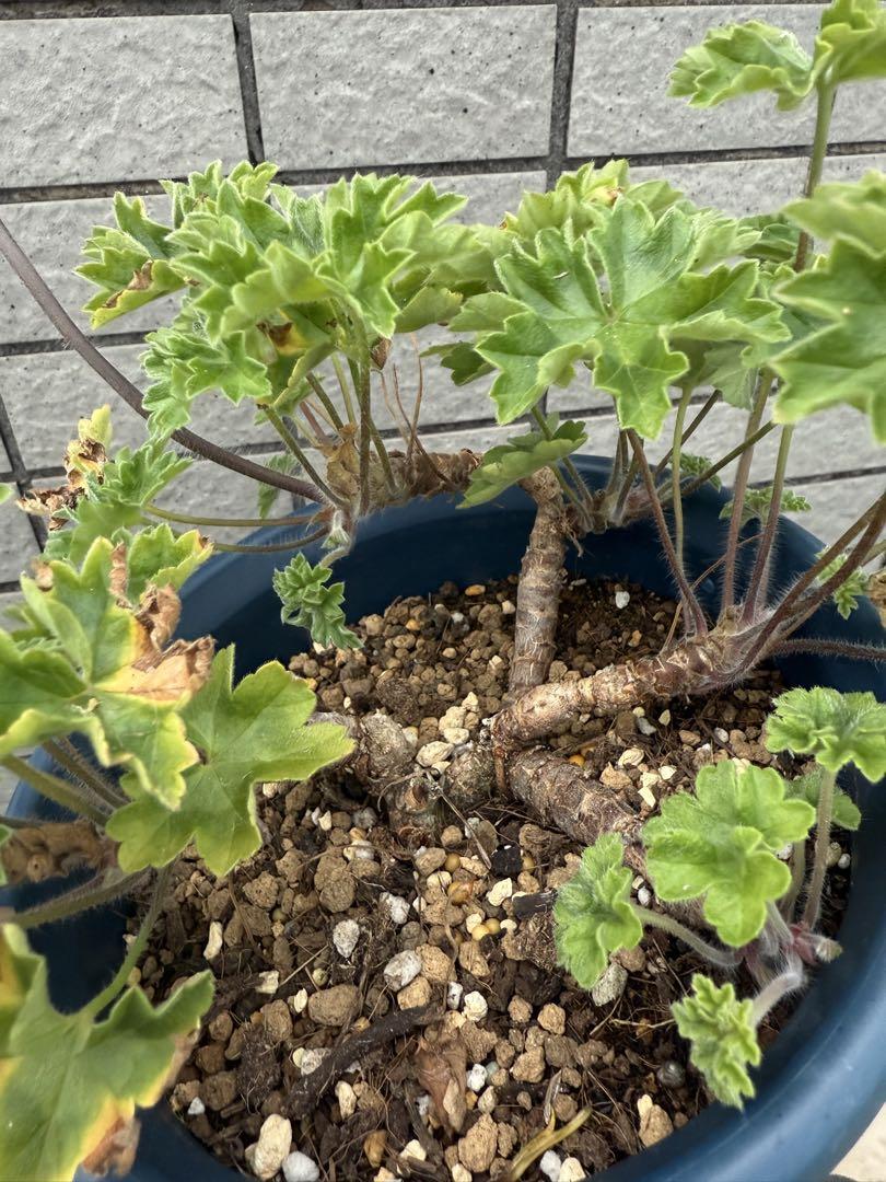 入手困難ゼラニウム開花苗