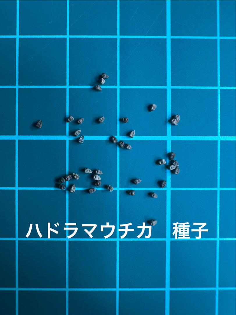 ハドラマウチカ 種子×10 2025/6月採取